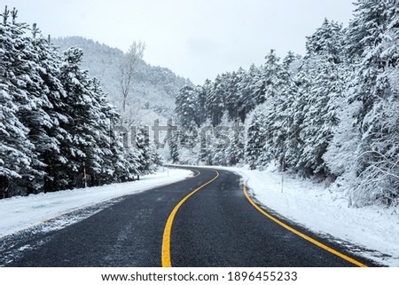 Winter landscape, forest road in snowy winter day