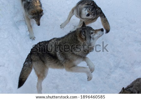 Feeding time, northwestern wolf in winter	