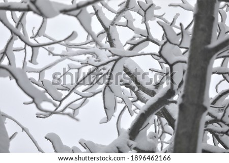 With the snowfall in Istanbul, the trees and leaves turned white, it was observed that the branches and leaves of the trees were covered with ice and snow.
