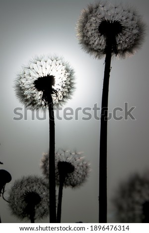 white dandelion, view from the lower angle,