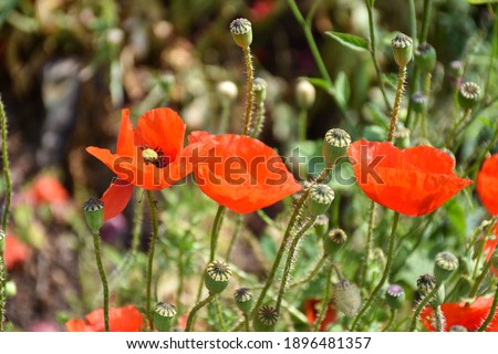 Sunlit blossom red poppies close up