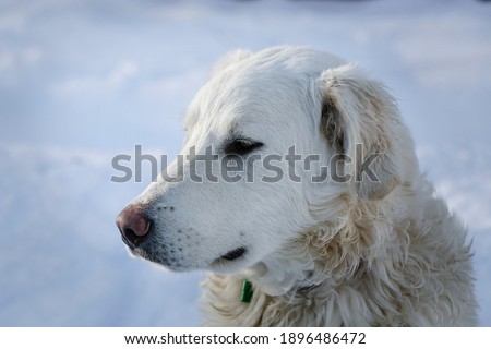 Beautiful adult white big dog ( Slovak cuvac ) in a snowy country. Portrait photo.