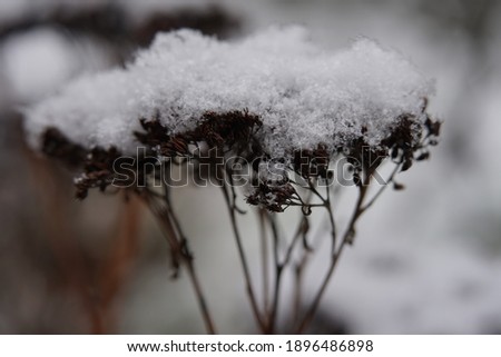 Snow lying on various plants in the garden, freshly snowed in the garden