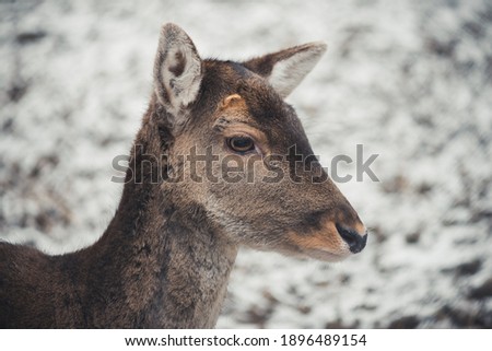 Close up portrait of a female deer.