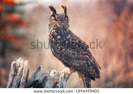 A Eurasian Eagle Owl sitting on a tree