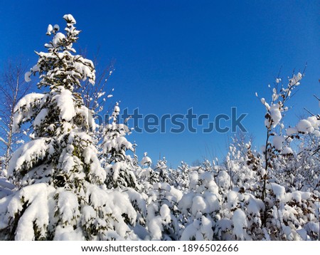 Snowy forest winter, for cross-country skiing in the Czech Republic