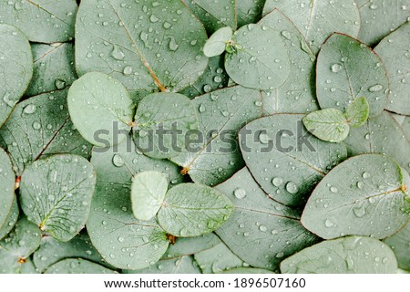Background, Texture made of green eucalyptus leaves with raindrop, dew. Flat lay, top view Royalty-Free Stock Photo #1896507160