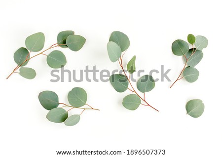 Green leaves eucalyptus isolated on white background. flat lay, top view Royalty-Free Stock Photo #1896507373