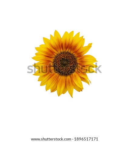 sunflower flower with yellow petals isolated on white color, close up
