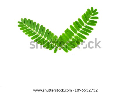 Tamarind leaves isolated on a white background are suitable for presentations (focus selection).