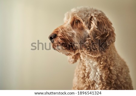 A studio photo of a spoodle puppy