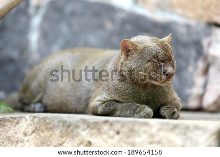 photo of the jaguarundi on the stone