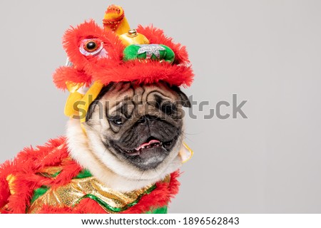 Happy dog pug breed in Chinese New Year Lion dance costume for Happy and lucky year