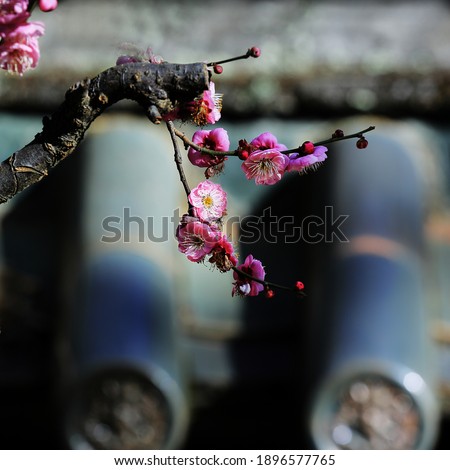  Beautiful plant of yunnan Plum blossom, Plum blossom japonica in the garden.
