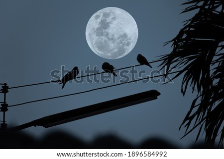 Full moon with silhouette tree and bird on electric wire.