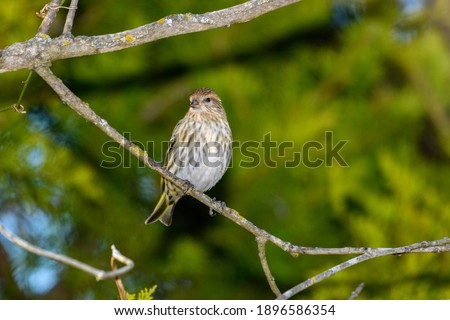 pine Siskin - Spinus pinus - perched on a branch. green foliage background