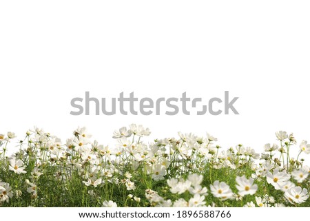 	
Realistic flowering plants foreground  isolated on white background with clipping path Royalty-Free Stock Photo #1896588766
