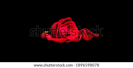 red and white rose on black background