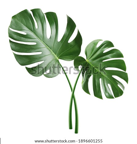 Monstera leaf, tropical evergreen plant isolated on white background Royalty-Free Stock Photo #1896601255