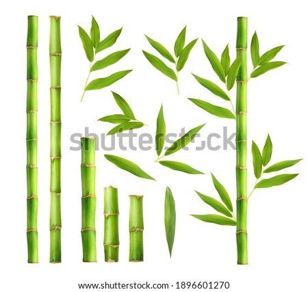 Green bamboo with leaves isolated on white background Royalty-Free Stock Photo #1896601270
