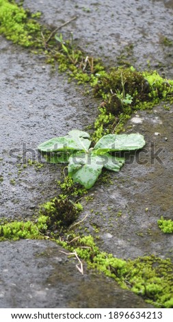 Green plant with stone tile background after rain