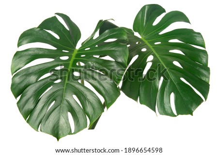 fresh monstera leaf isolated on white backround Royalty-Free Stock Photo #1896654598