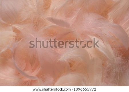 Colorful feather background, top view. 