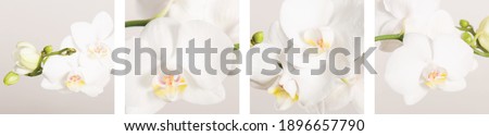 Photo collage of 4 white and yellow orchid pictures, ideal for decorating your wall	