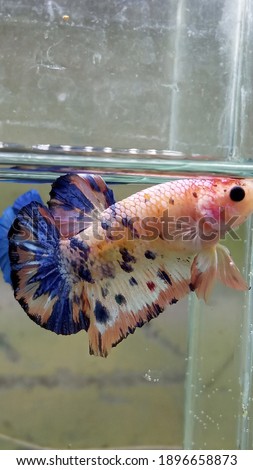 Multicolor betta fish in mini tank 