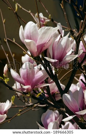 magnolia tree blossoming