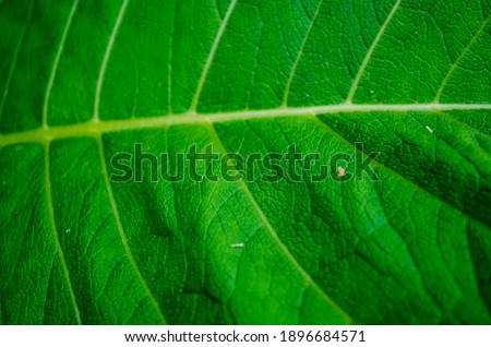 tobacco leaf structure, background from large green burdock