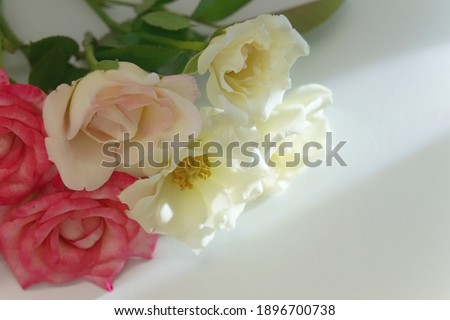 aerial pink white roses on white floor and light is from bottom left of image