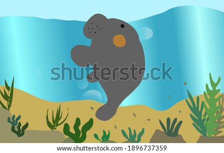 Sea cow swimming breathing at surface