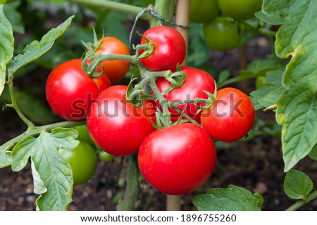 Ripe red tomatoes growing on a vine in a vegetable garden, England, UK Royalty-Free Stock Photo #1896755260