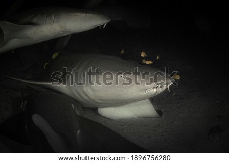 Tawny nurse shark (Nebrius ferrugineus) in the night dive. Maldives underwater world