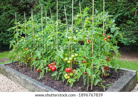 Tomato plants with ripe red tomatoes growing outdoors, outside, in a garden in England, UK Royalty-Free Stock Photo #1896767839