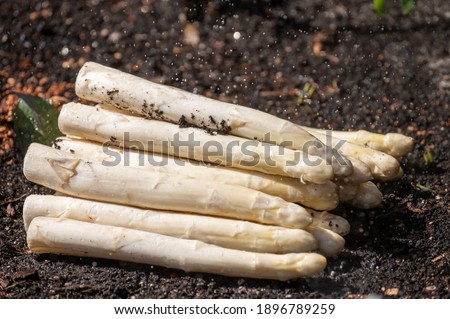 New harvest of high quality big Dutch washed white asparagus vegetables on farm field and water drops