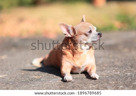 brown chihuahua stand on floor. small dog in asian house.	