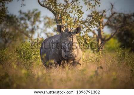 Rhinoceros, white rhino, Kruger National Park in South Africa