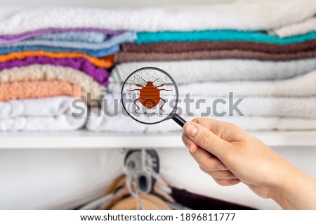Hand woman with magnifying glass detecting bugs in the wardrobe at home
