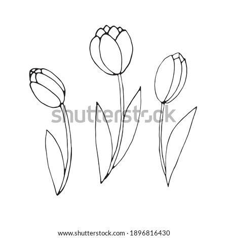 Set of outline tulip flowers isolated on white background. Hand drawn design element. Simple black contour illustration in sketch style Doodle. Symbol of spring, love, flowering