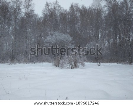 winter forest nature in Siberia trees in the snow cold