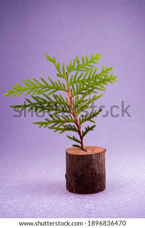 One beautiful twig of thuja in a decorative stump on a white purple background.New Year's mood, holiday.