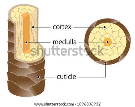layer of hair structure. The hair shaft consists of cortex,cuticle, and medulla. Hair care and beauty concept Royalty-Free Stock Photo #1896836932