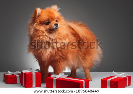 Pomeranian Spitz on a gray background in full growth. Next to it are gifts in red paper with white ribbons and bows. Copy space