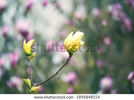 yellow magnolia flower on a natural background of a spring garden.