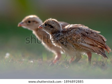 juvenile grey francolin in desert areas,
The grey francolin is a species of francolin found in the plains and drier parts of the Indian subcontinent