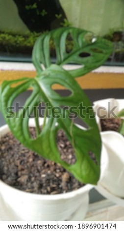 blur picture of indonesian green plants