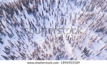 Aerial view from drone of frozen snowy peaks of endless coniferous forest trees in Lapland National park environment, bird’s eye top view of famous natural landmark in Riisitunturi on winter season 