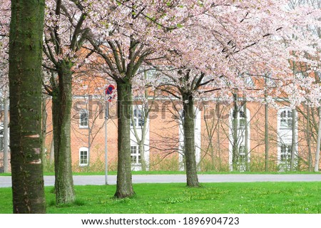 Pink flowers in the garden trees on the bright green grass Arranged in an orderly line, Denmark                       